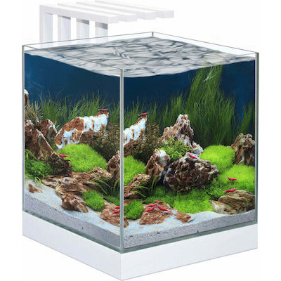 Ciano Nexus Pure 25...