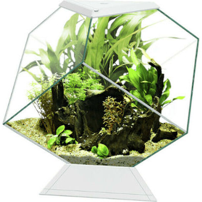 Ciano Nexus Pure Diamond...